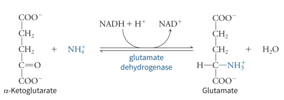 <p>What is shown in the following image?</p>
