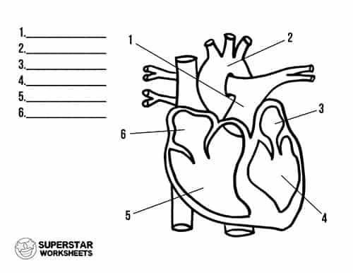 <p>Adaptations of Mammalian Heart for Delivery of Pressurised Blood to Arteries (HINT: 8 features; Indicate direction of blood + Label)</p>