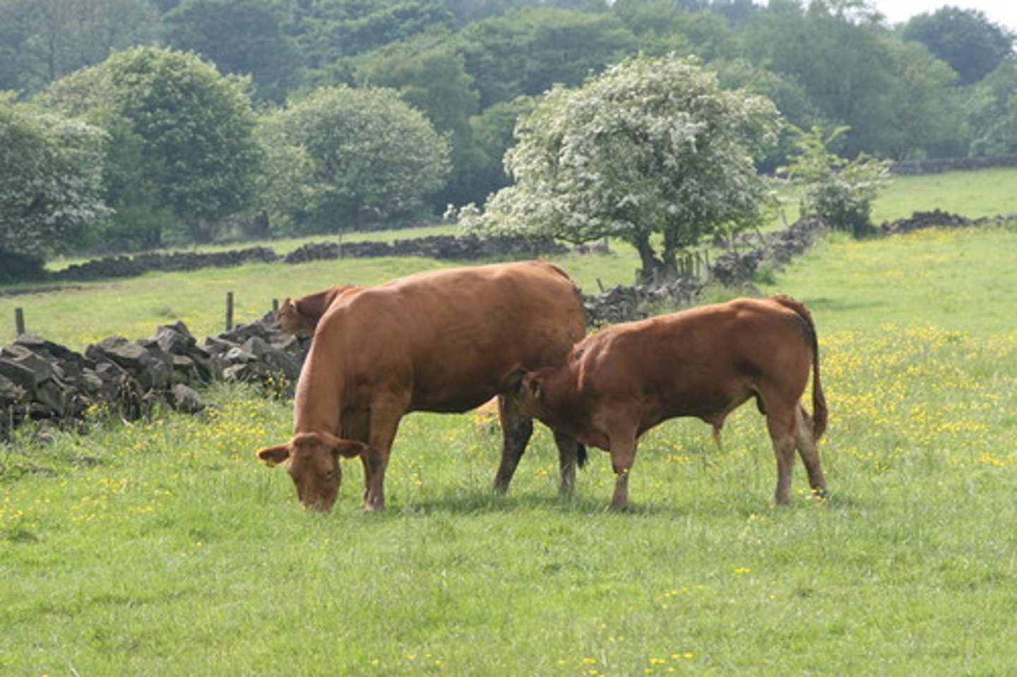 <p>(adj.) characteristic of the countryside, rural; relating to shepherds and cowherds, pastoral</p><p>synonyms: rustic</p><p>antonyms: urban, metropolitan</p>