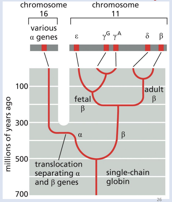 <p>Which of the following are true about globin genes in humans?</p><p></p><p>A)They are paralogs</p><p>B)They are orthologs</p><p>C)They are homologs</p><p>D)They are alleles of each other</p><p>E) They are all pseudogenes</p><p>F) Comparing their DNA sequences will show a lot of similarities but also some divergence</p>