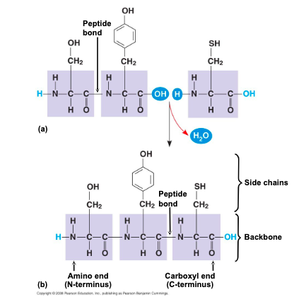 <p>unique linear sequence of amino acids</p>