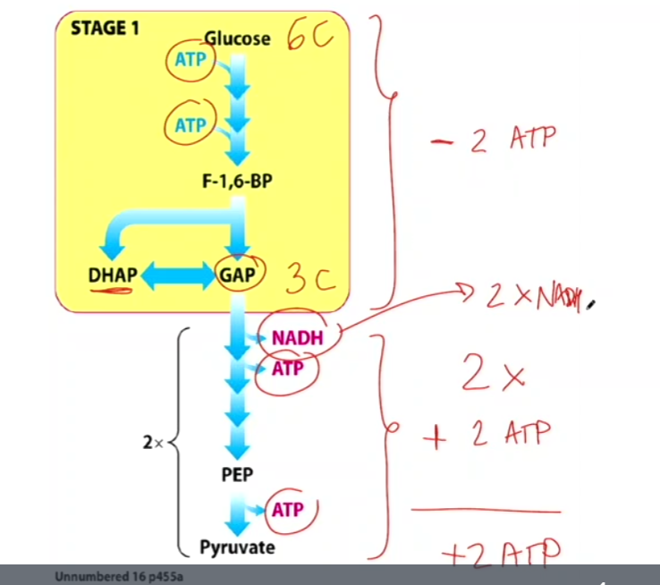 <ol><li><p>step 1 : consumes 2 atp, F-1,6-BP splits to— DHAP and GAP (DHAP then turn to gap. </p></li><li><p>GAP to pyruvate</p></li></ol><p></p><p>PS: GAP = GlycérAldéhyde-3-Phosphate</p><p></p>