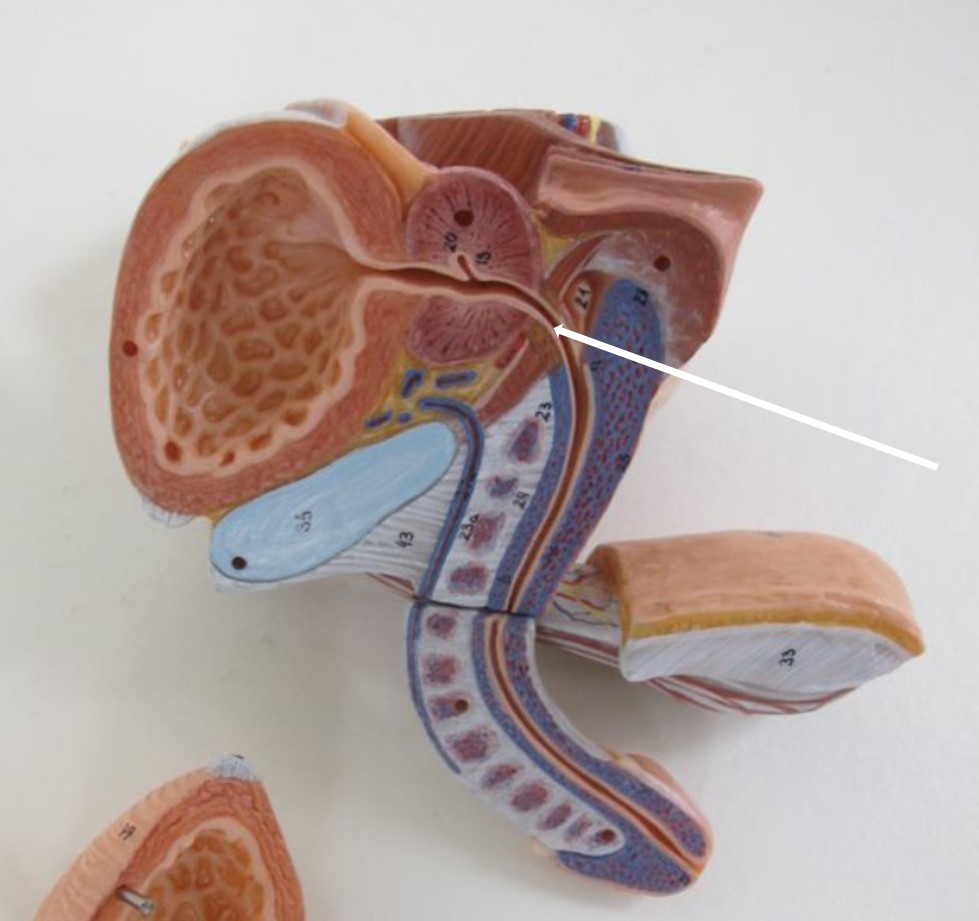 <p>deel van urethra</p>