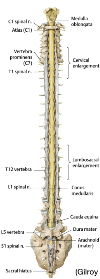 <ul><li><p>Begins: Foramen Magnum AFTER Medulla Oblungata</p></li><li><p>Finishes: L1-2 in healthy adult (After is the Cauda Equina)</p></li><li><p>Cervical + Lumbosacral Enlargements</p></li></ul><p></p>