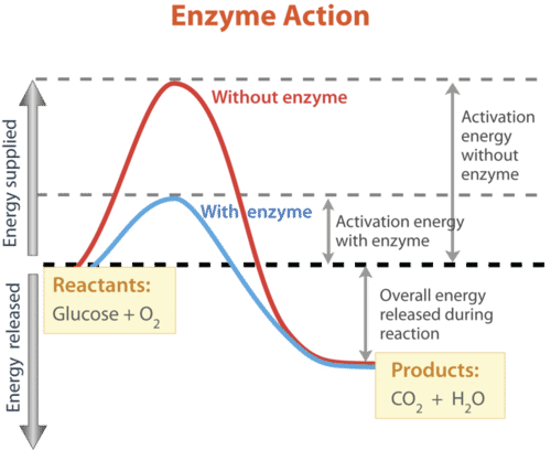 <p>Activation</p>