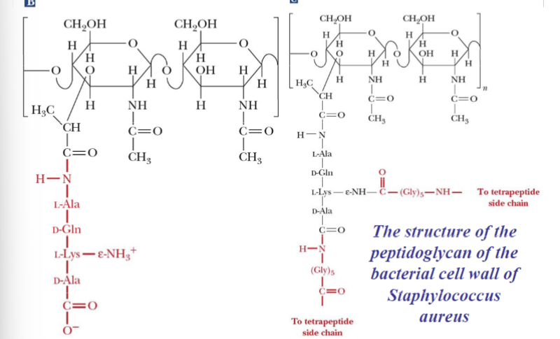 <p>Prokaryotic cell walls are constructed to serve as the <strong>framework</strong> of the repeating unit</p><ul><li><p>Have gram-positive bacteria on peptidoglycan layers</p></li><li><p>Gram-negative bacteria on outer lipid bilayer membrane and inner lipid bilayer membrane</p></li></ul><p></p>