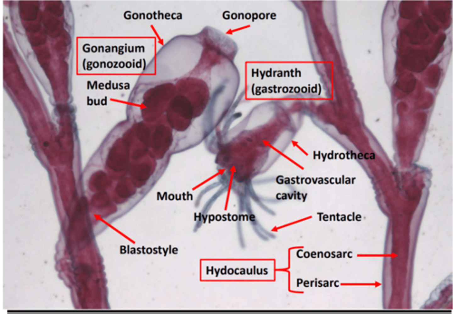<p>What structure is being pointed to? (Bottom of gonagium)</p>