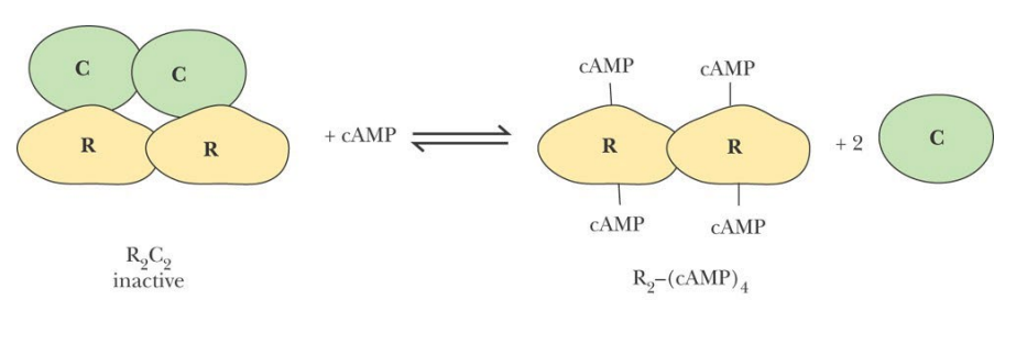 <p>The catalytic (C) subunit of cAMP-dependent protein kinase is kept in an inactive form by the regulatory (R) subunit. Binding of c-AMP to the R subunit releases the active enzyme.</p>