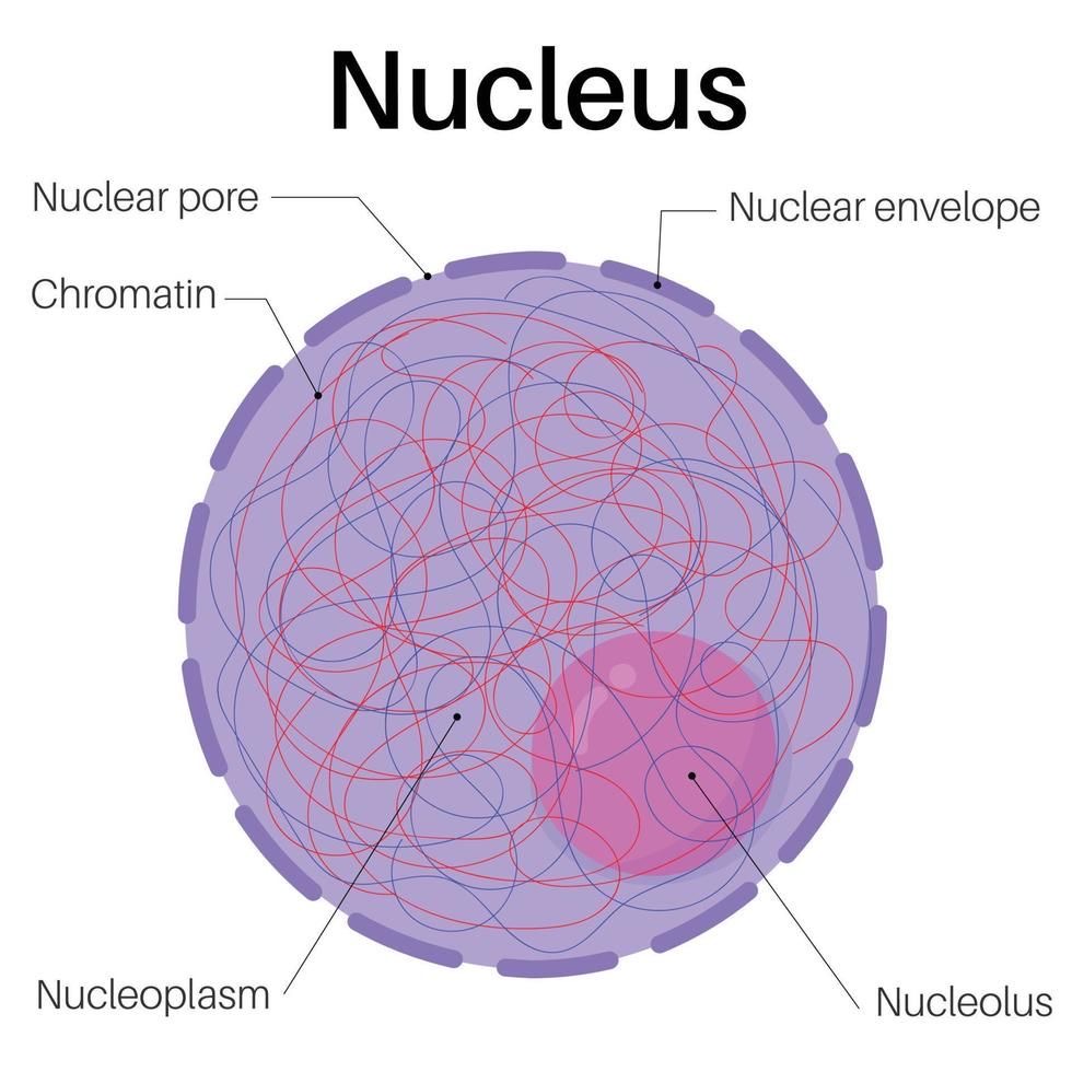 <p>nucleus</p>