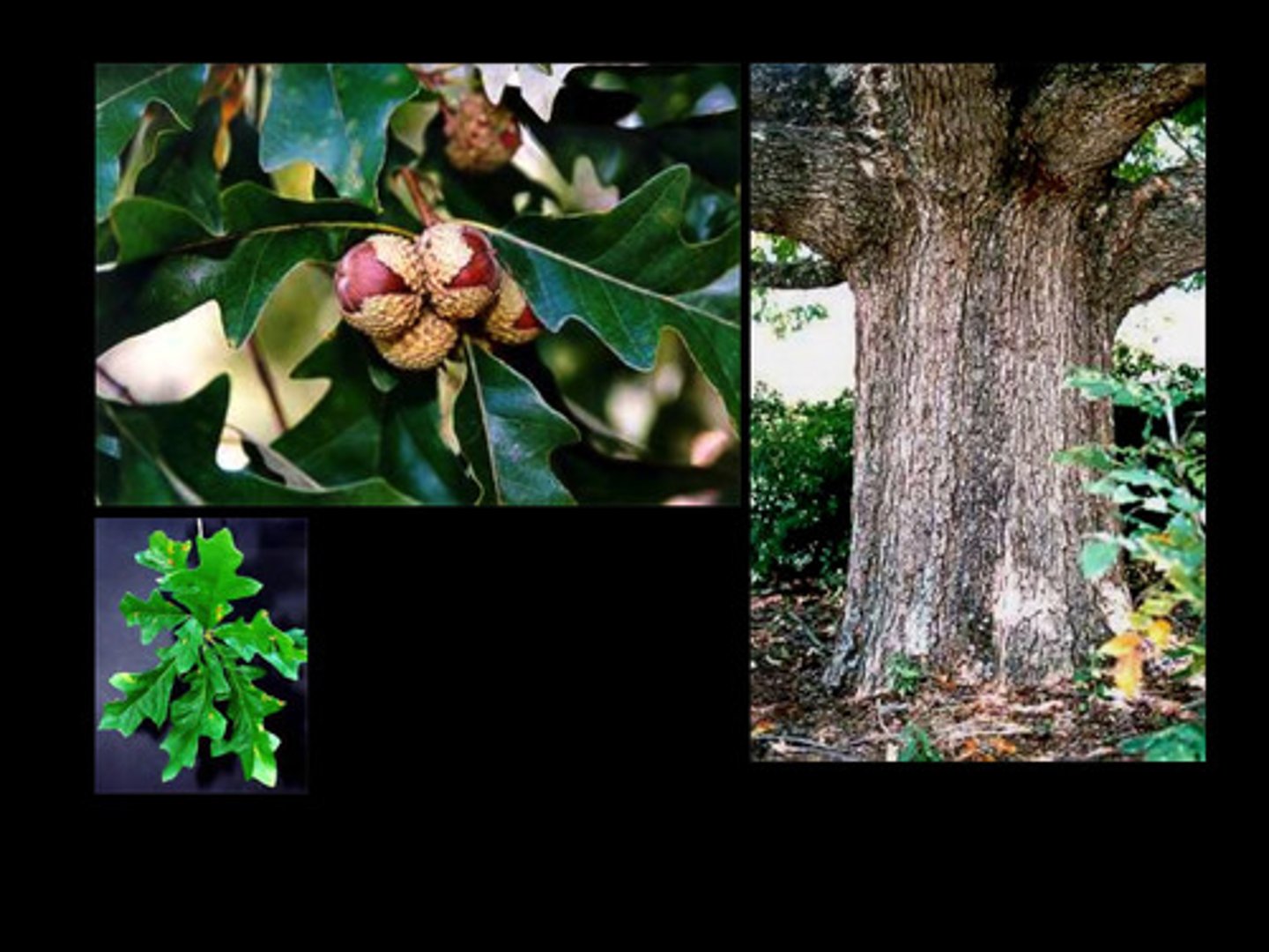 <p>Acorn cap almost completely encloses the nut.</p><p>Small lobes on leaf bottom, 3 main lobes at apex.</p>
