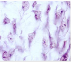 <p>What kind of the tissue is this and where is it located?</p>