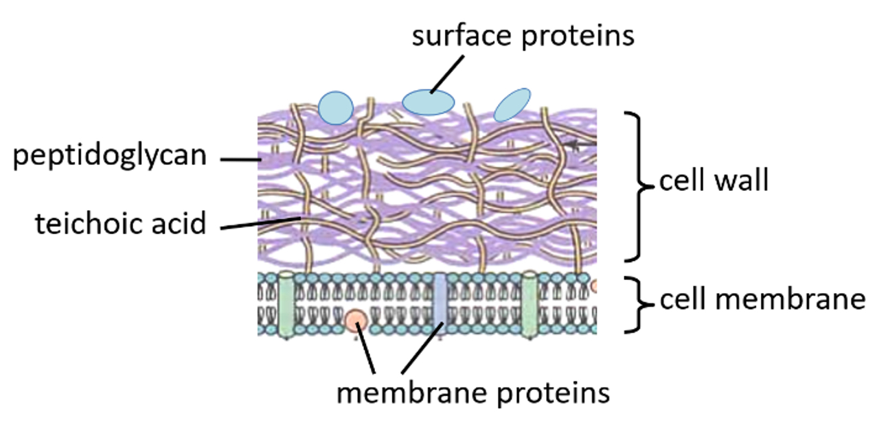 <p>Thick layer of peptidoglycan</p><p>One cell membrane</p>
