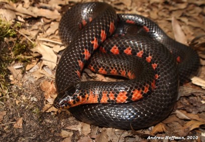 <p>weedy ponds and swamps; below mountains; eat amphiumas; has a hook at the end of their tails; red belly, usually with the color coming up the sides</p>