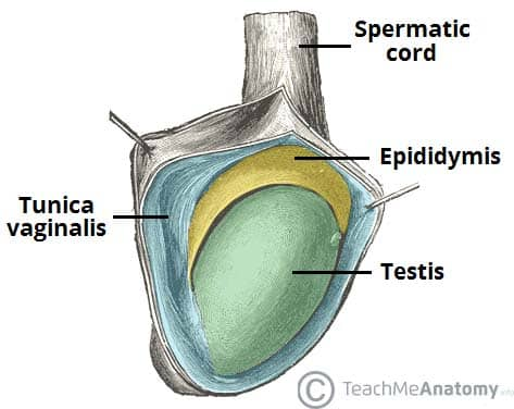 <p>yes</p><ul><li><p>During fetal development, the testis descends from the abdomen into the scrotum, carrying a pouch of peritoneum with it, which forms the tunica vaginalis</p></li></ul><p></p>