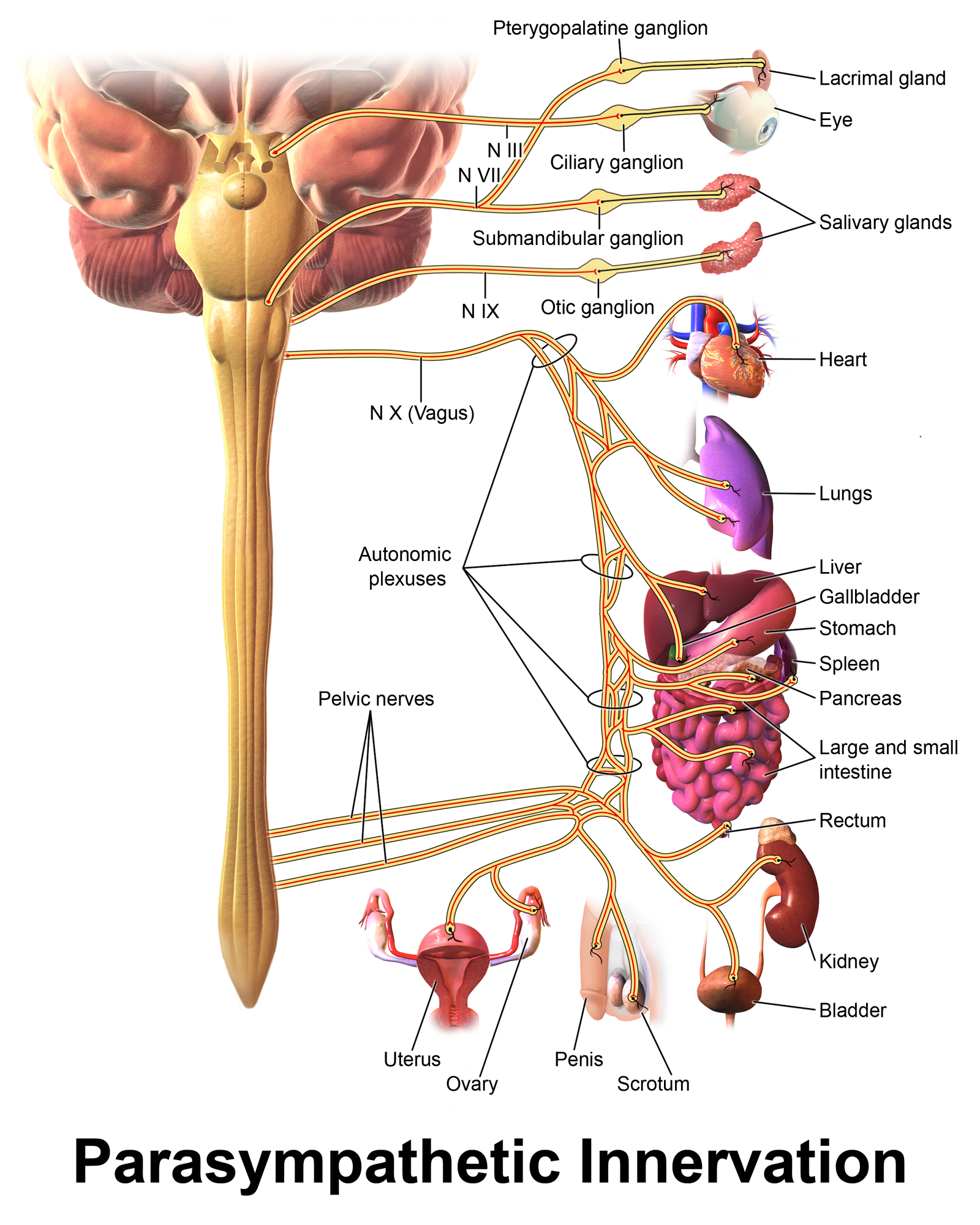 <p>The parasympathetic pathway.</p>