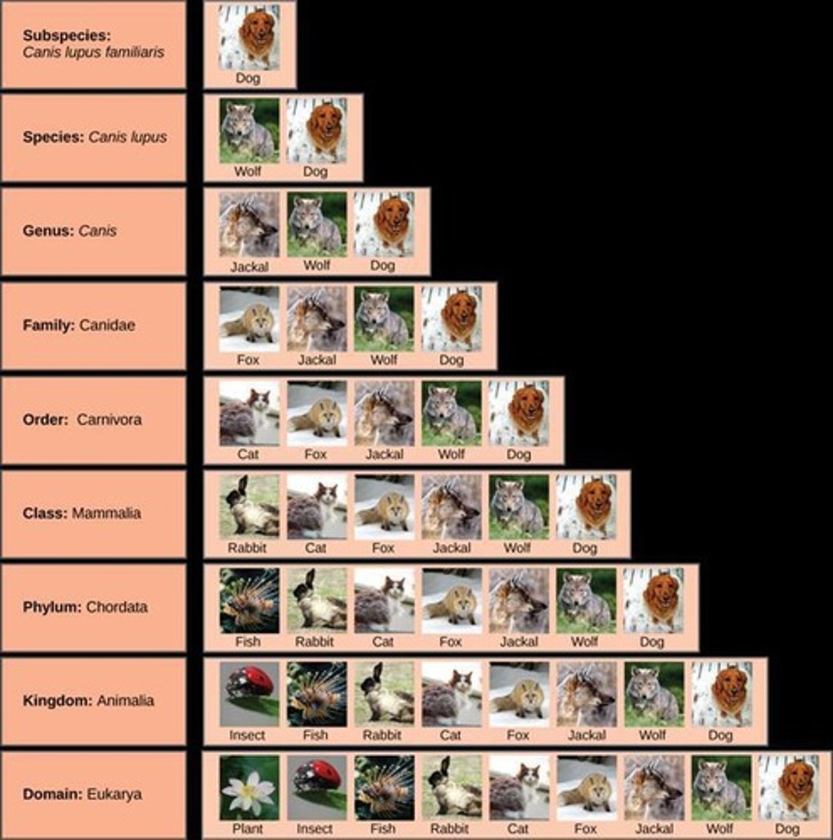 <p>Organization of life from cells to ecosystems.</p>