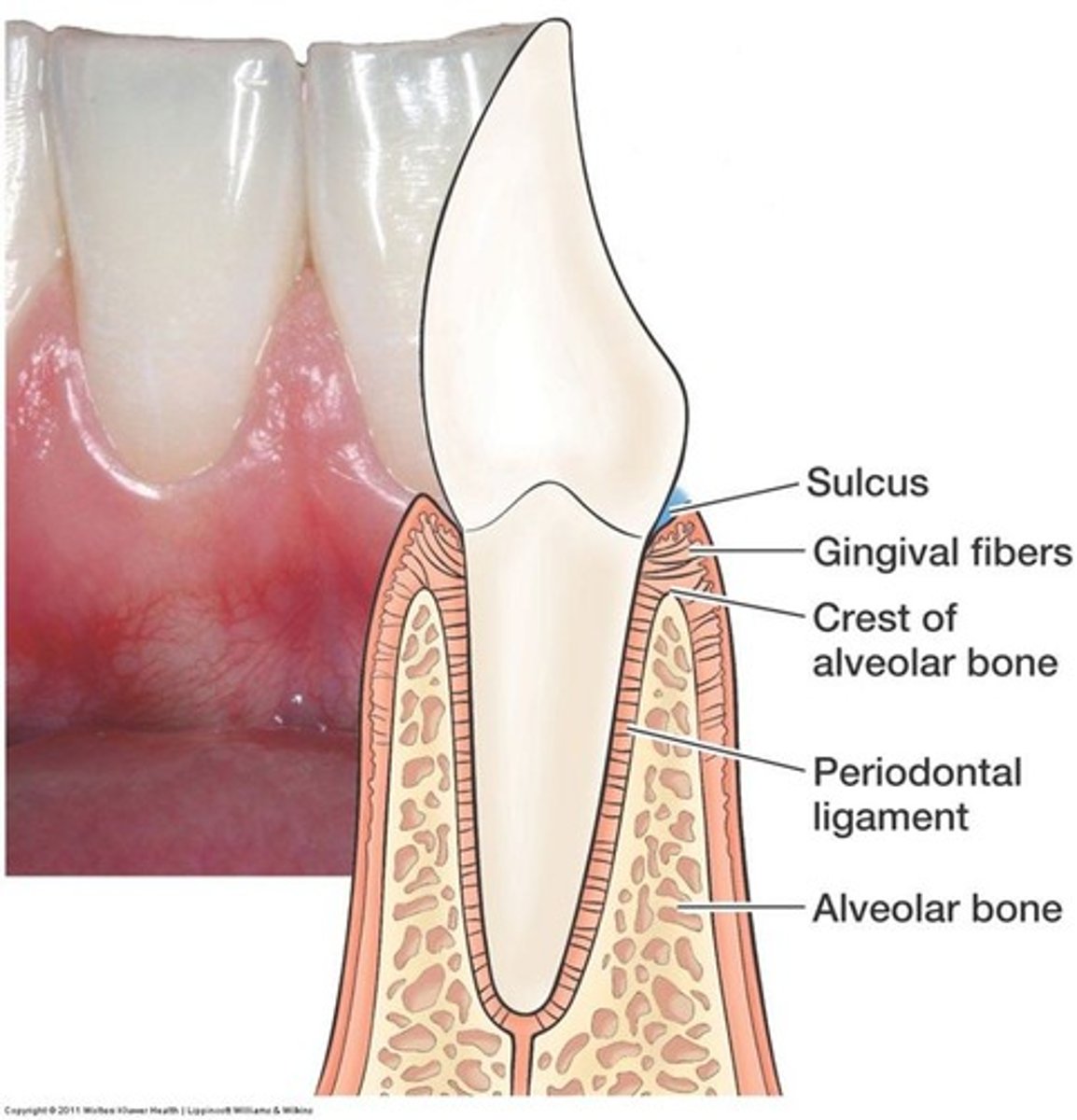 <p>It supports the teeth and where PDL fibers are anchored.</p>