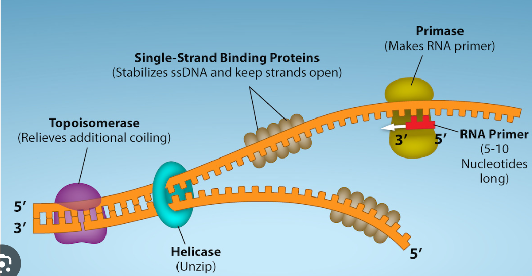<p>helps prevent strain ahead of the replication fork by relaxing supercoiling</p>