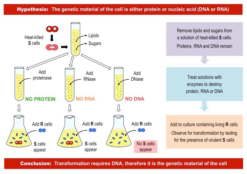 <p>Demonstrated that DNA is the transforming principle. They isolated DNA from heat-killed smooth strains and showed that it could transform rough strains into smooth, confirming that DNA carries genetic information. Under the same process, proteins and RNA were not capable of the transformation from smooth to rough strains.</p>