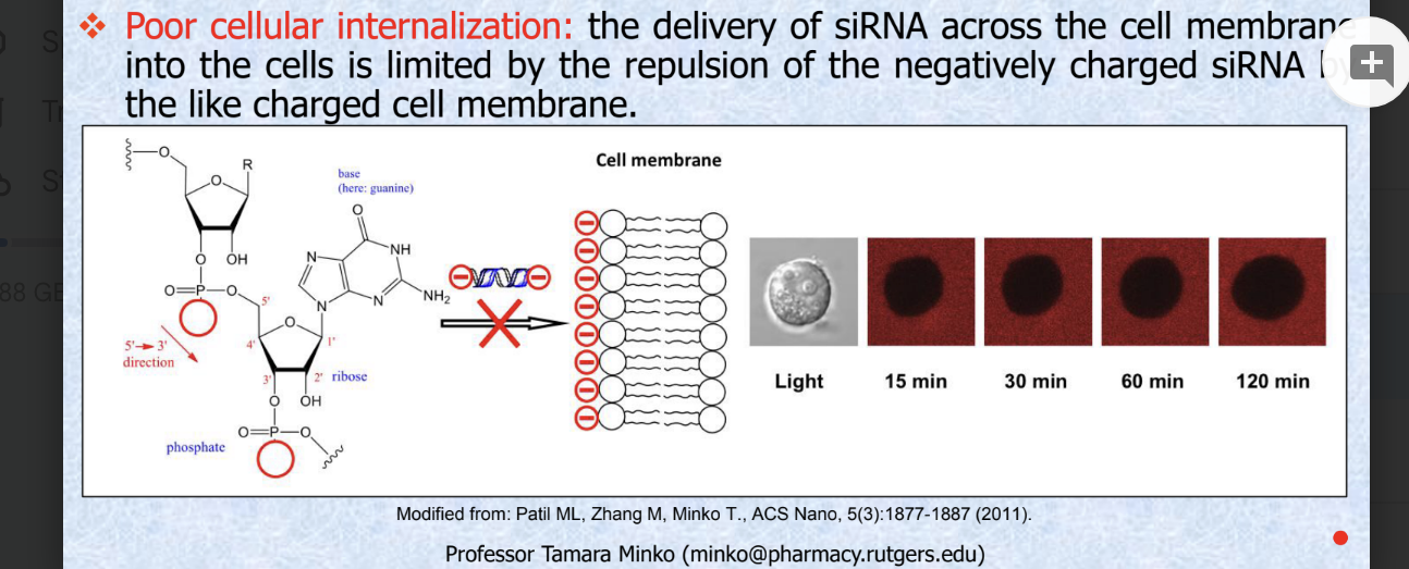 <ul><li><p><strong>low stability</strong> → siRNA backbone is susceptible to hydrolysis by serum nucleases in extracellular environment</p></li><li><p>integrity of <strong>chemically stabilized siRNA</strong> is maintained in blood for at least <strong>30 minutes</strong> whereas <strong>unmodified (naked) siRNA</strong> duplex is degraded within <strong>1 minute</strong></p></li><li><p><strong>rapid elimination</strong> → the small size of siRNA leads to the rapid elimination of naked, unmodified siRNAs from the circulation by renal clearance (<strong>circulatory half-life of siRNA &lt; 5 mins</strong>) </p></li><li><p><strong>poor cellular internalization</strong> → delivery of siRNA across the cell membrane into the cells is limited by the <u>repulsion of the negatively charged siRNA by the like-charged cell membrane</u></p></li></ul><p></p>