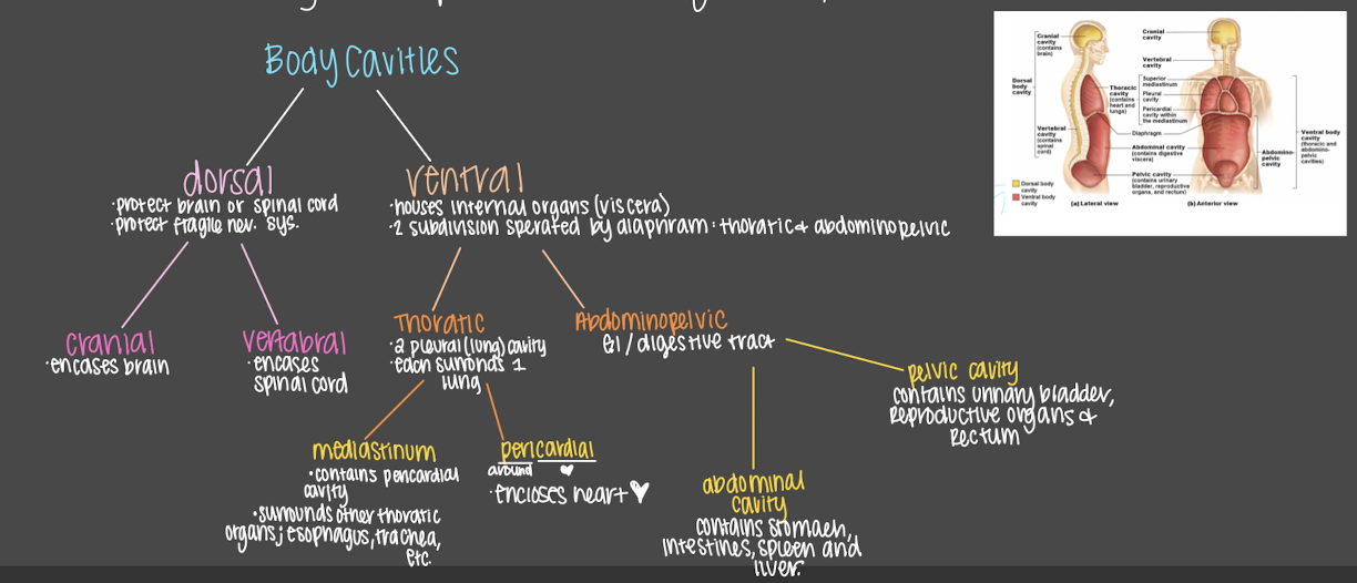 * internal cavities closed to the environment 
* provide different degrees of protection to organs w in them 