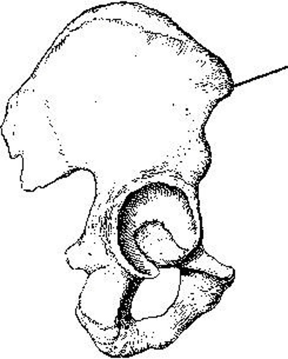 <p>The part identified on the ilium above is the _____ iliac spine.</p>