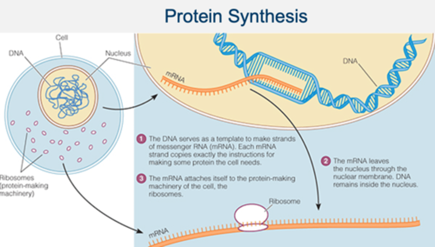 <p>the formation of proteins by using information contained in DNA and carried by mRNA</p>