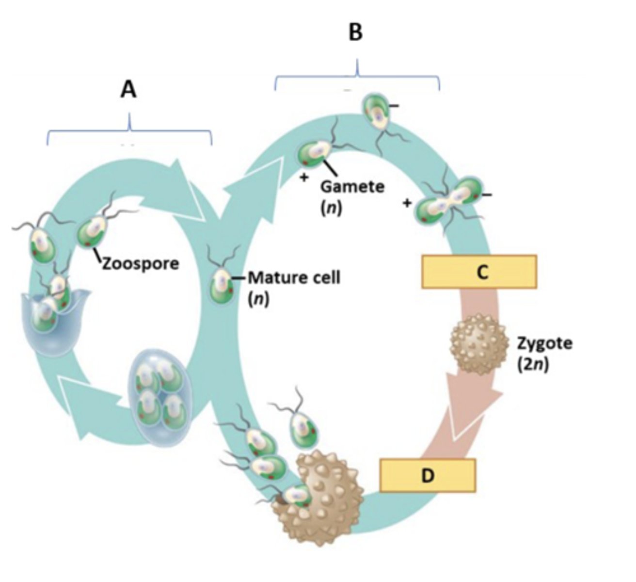 <p>D:Meiosis<br>C: Fertilization<br>B:Sexual Phase<br>A: Asexual Phase</p>