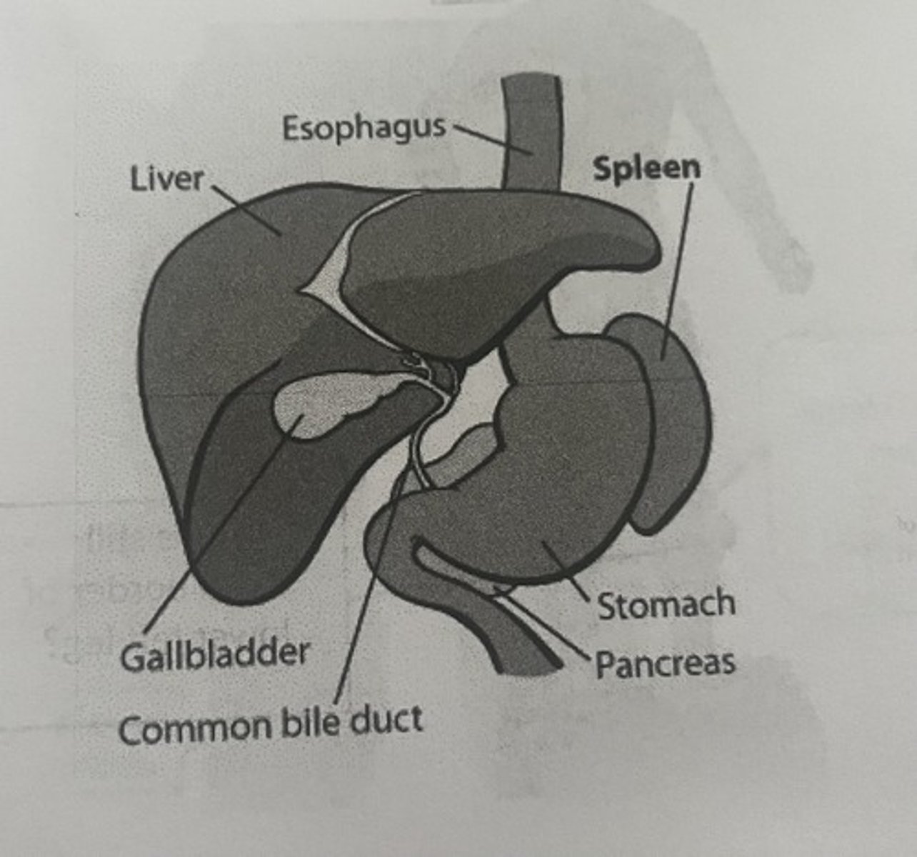 <p>Which is medial, spleen or stomach?</p>