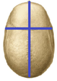<p><span>Cráneo de forma ovalada. Más larga que ancha.</span></p>