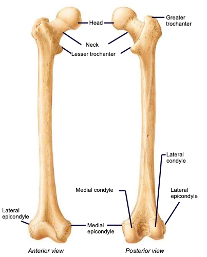 <p>sites of muscle attachment on the femur</p>