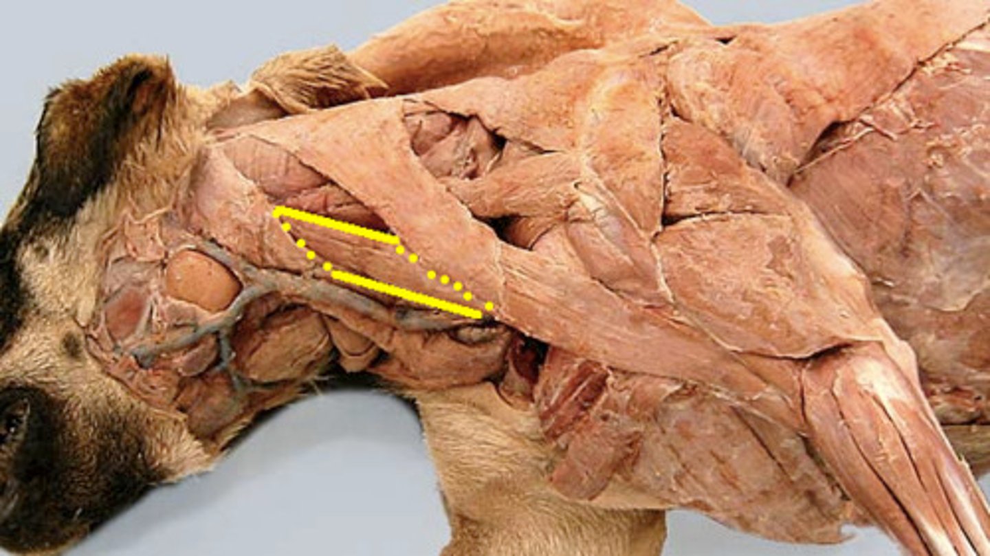<p>What muscle is this?</p><p>Origin?</p><p>Insertion?</p><p>Function?</p><p>Innervation?</p><p>What larger muscle is this part of?</p>