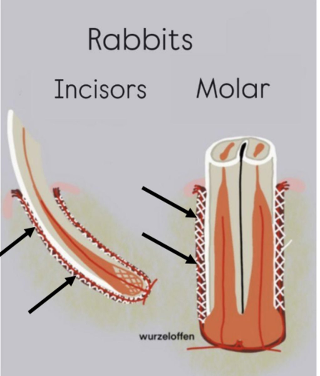 <p>What part of the tooth are the arrows pointing to?</p>