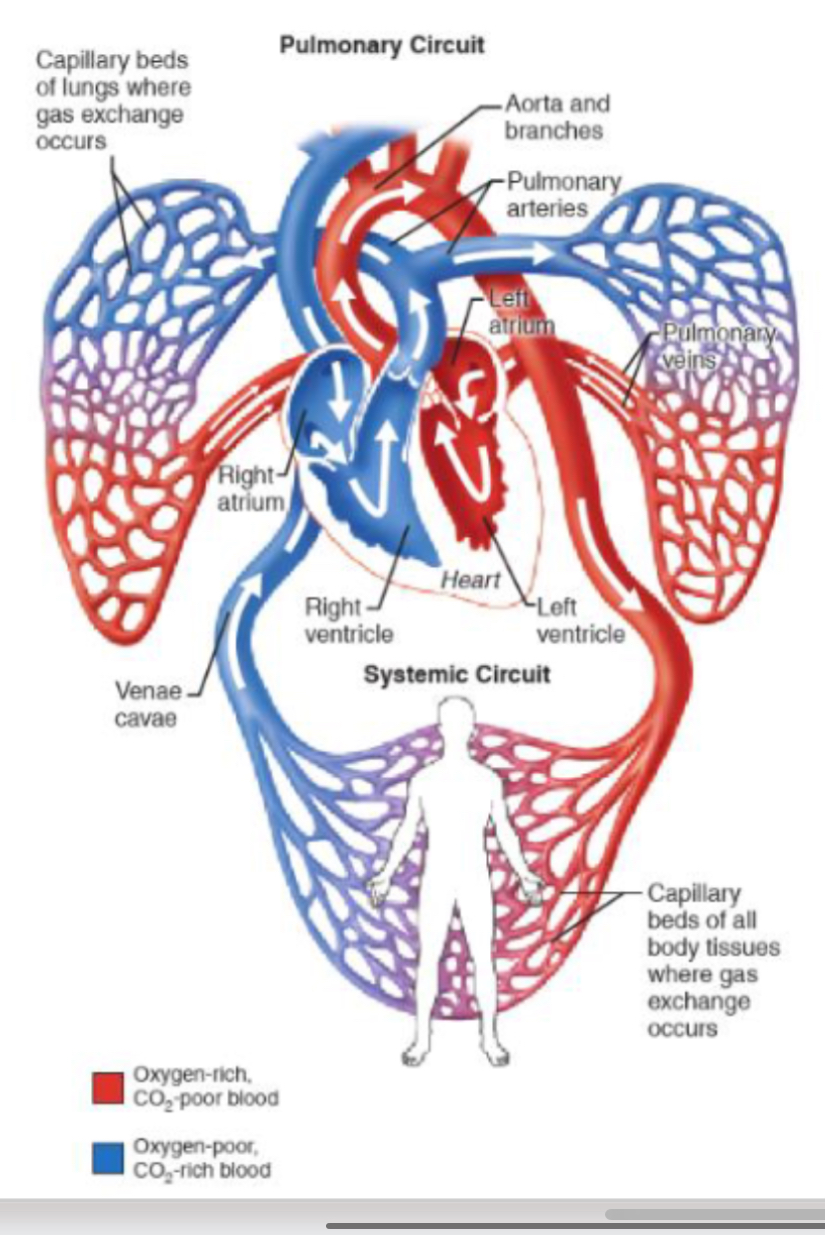 <p>Systemic circulation:</p><ul><li><p>oxygenated blood pumped out of heart through aorta</p></li><li><p>Blood returns to heart via vena cava</p></li></ul><p></p><p>Pulmonary circulation:</p><ul><li><p>deoxygenated blood pumped through pulmonary artery to lungs</p></li><li><p>Blood returns to heart via pulmonary vein</p></li></ul><p></p>
