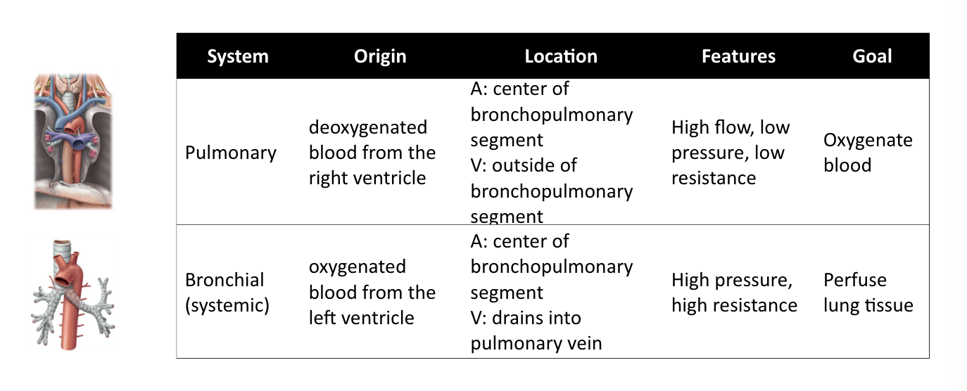__**Pulmonary**__ 

* lungs oxygenate blood 

\
__**Bronchial**__ 

* systemic 
* supplies lung tissue 