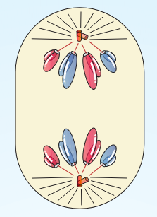 <p>Which stage of Mitosis is this?</p>