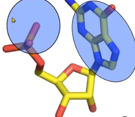 <p>this represents what nucleotide conformation?</p>