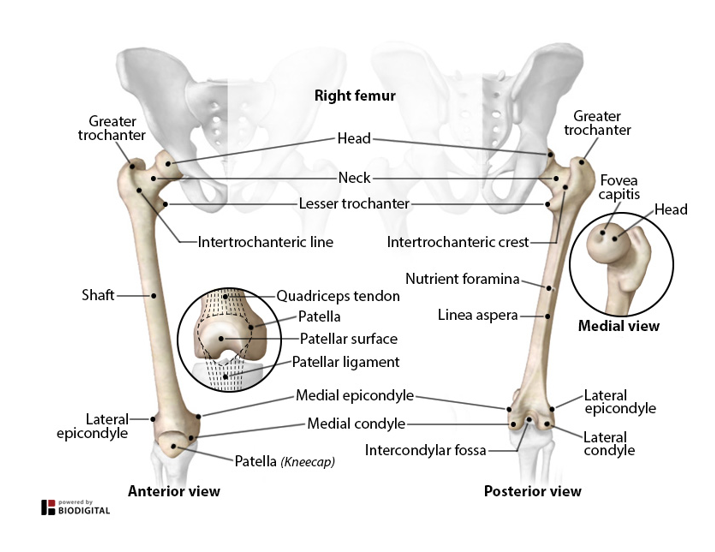 <p>-largest, strongest, and longest bone in body (~1/4th size of height)</p><p>-covered with bulky muscles</p><p>-head articulates with hip</p><p>-shaft moves medially allowing knees to be closer together towards the body&apos;s center of gravity *gluteal tuberosity is the attachment site for the gluteus maximus muscle</p><p>-condyles (lateral &amp; medial) articulate with the tibia to form the knee joint</p><p>-trochanters *greater projects laterally *lesser projects posteromedially *processes that serve as insertion sites for the gluteal and thigh muscles</p><p>-patella (kneecap) *enclosed in the quadriceps femoris tendon *protects the knee joint *improves the leverage of the thigh muscle</p>