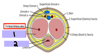 <p><strong>Penis</strong></p><p>-_________ ________ (#1)</p><ul><li><p>A pair, anchored to the pubic arch</p></li><li><p>Runs along dorsal penis </p></li></ul><p>-________ ___________ (#2)</p><ul><li><p>Single, anchored to perineal membrane</p></li><li><p>Runs along ventral penis </p></li><li><p>Surrounds urethra</p></li><li><p>Forms glans penis </p></li></ul><p>-________ → fold of loose skin covering the glans (Foreskin)</p>