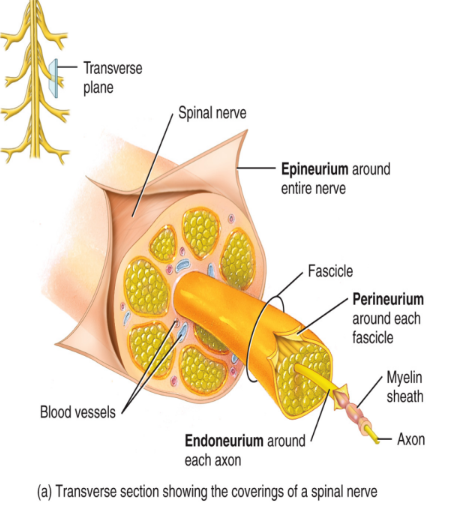 <ul><li><p>The entire nerve is wrapped in epineurium connective tissue</p></li><li><p>Each nerve fascicle is wrapped in perineurium</p></li><li><p>Each axon and corresponding myelin is wrapped in endoneurium</p></li></ul><p></p>