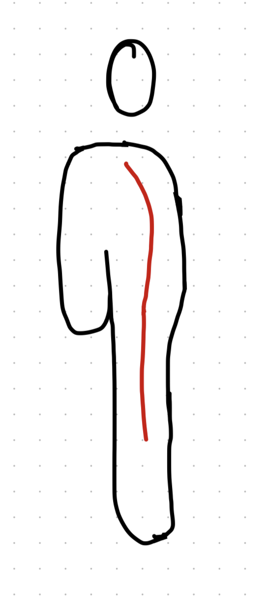 <p>lower spine no curve</p>
