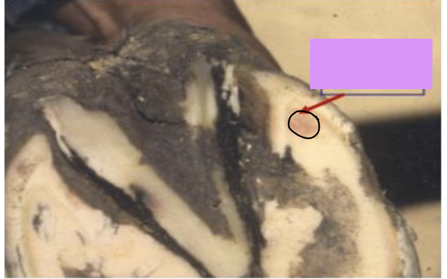 <p>what does the image show?</p>