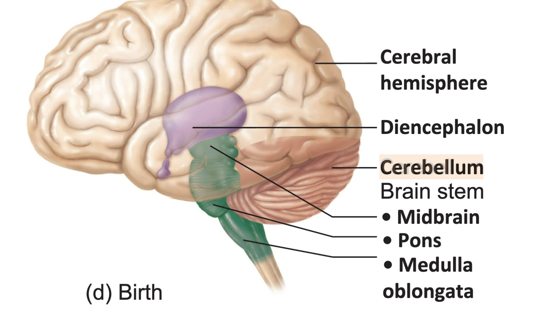 <p>The cerebellum is important for making postural adjustments in order to <strong>maintain balance.</strong></p>