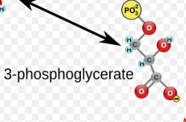 <p>(8) 3-PG → Enzymes? Products?</p>