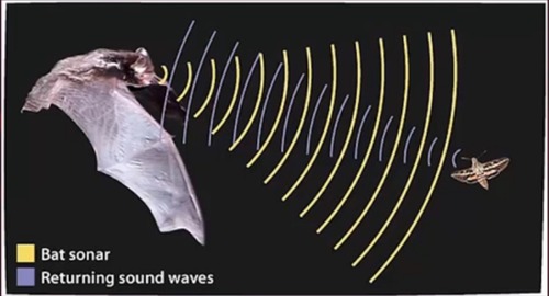 1. uniquely shaped, movable pinnae
2. mammalian auditory system (similar structurally to humans)
3. sounds produced from vocal tract (e.g., larynx, tongue; 20,000+ Hz)
4. Echolocation behaviors
a. head movements to sample environment
b. pulse frequency varies (e.g., speeds up when nearing target)

used to guide movement, identify obstacles, and find food