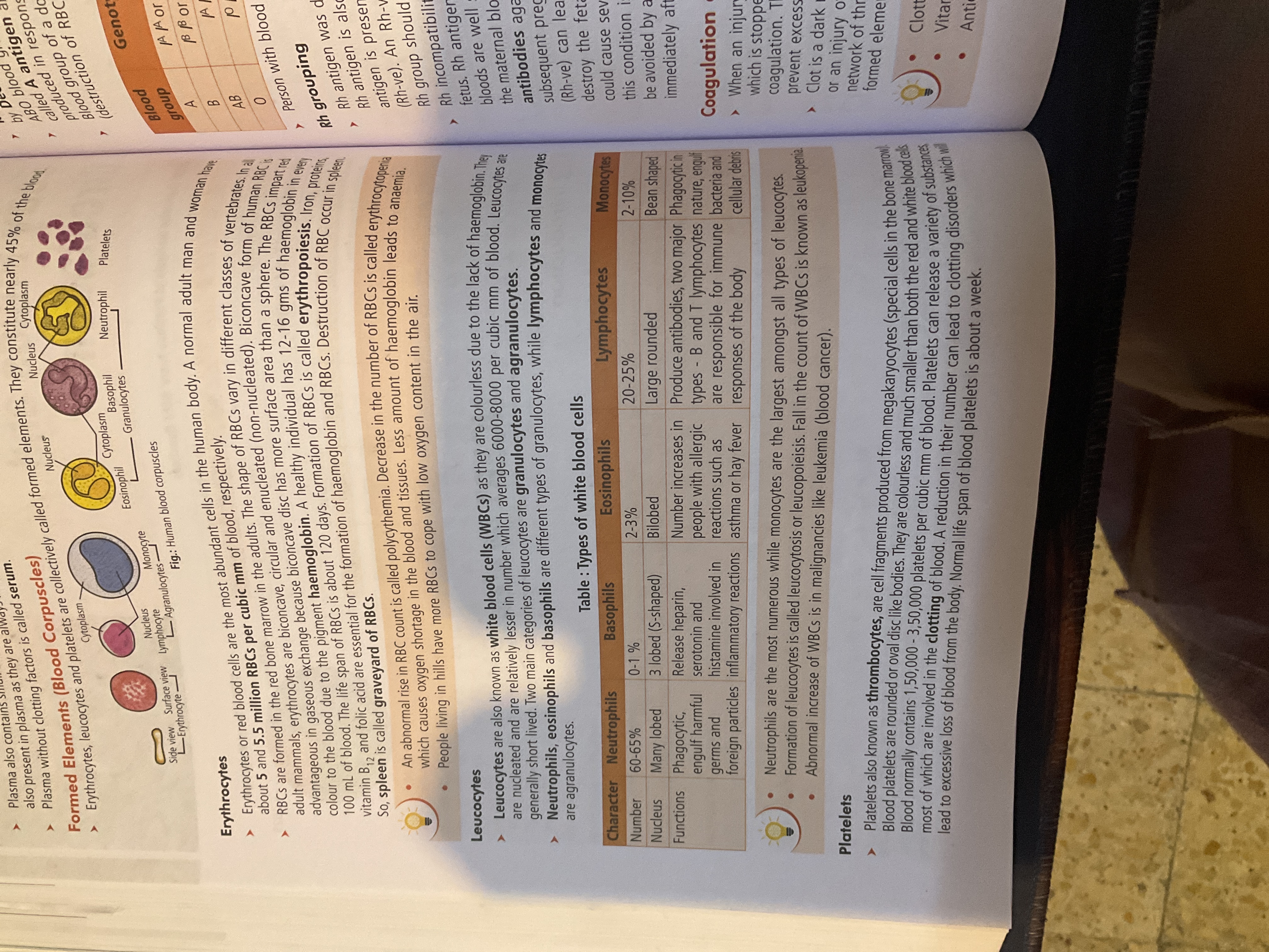 knowt flashcard image