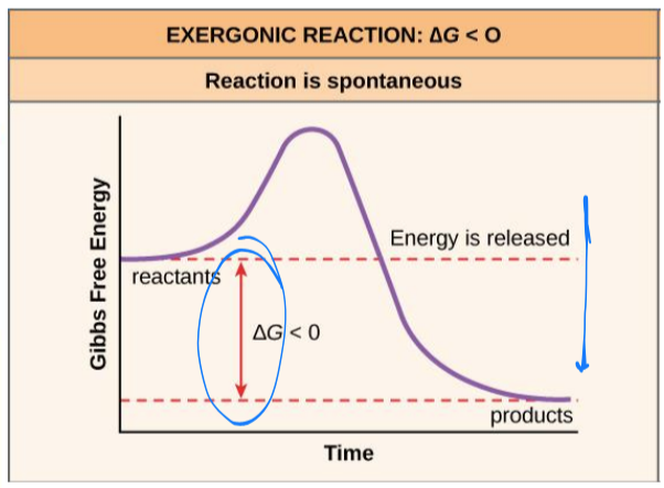 <p>energy is released in a chemical reaction</p><ul><li><p><span>ΔG &lt; 0</span></p></li><li><p><span>products will have less free energy than substrates</span></p></li><li><p><span>are spontaneous because they can occur <em>without </em>addition of energy (reactants are enough)</span></p><ul><li><p>spontaneous reactions do not necessarily occur quickly</p></li></ul></li></ul><p></p>