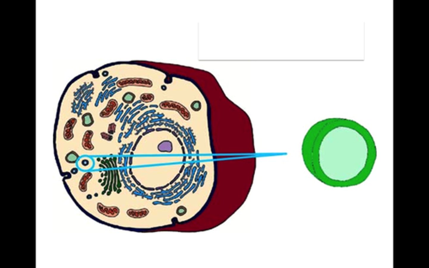 <p>A bubble like thing with an outer surface made of the same material as the outer surface of the cell, this bubble transports materials (mostly proteins) in and out of the cell. When something large and foreign in being brought in by the cell, it is enveloped in the wall which will wraparound it and let go of the stuff wrapping it, creating a vesicle.</p>
