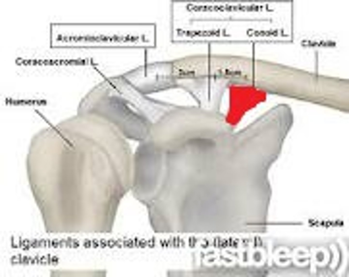 <p>- ligament running from the coracoid process of the scapula to the conoid tubercle of the clavicle</p><p>- one of the two ligaments that makes up the coracoclavicular ligament</p><p>- medial to the trapezoid ligament</p>