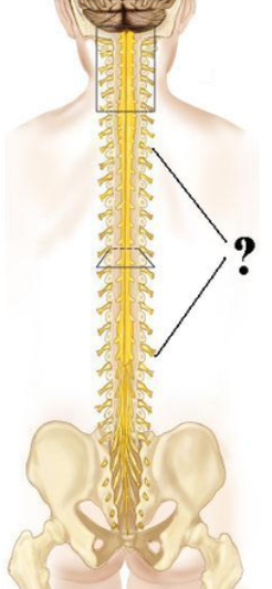 <p><span><span>Identify the indicated structures.</span></span></p>